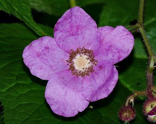 {Rubus odoratus}